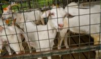 gallery_images_goat_farm3